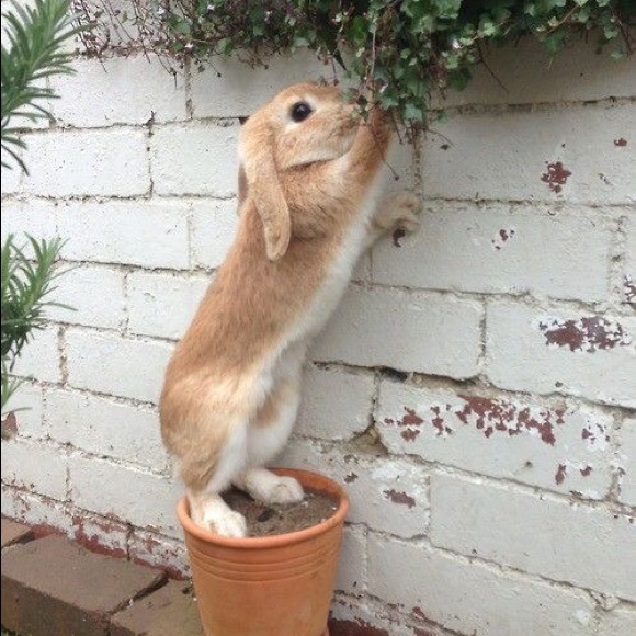 Meet your Posher, Melissa - Picture 5 of 5